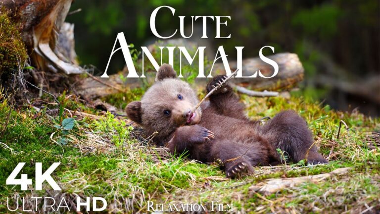 cute animals