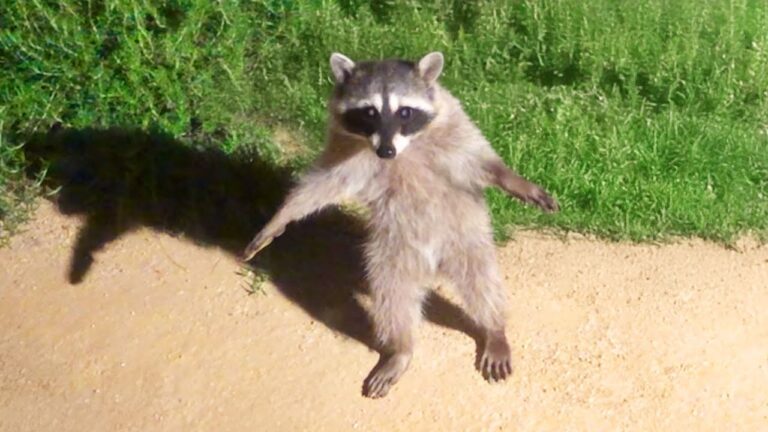 funny animals